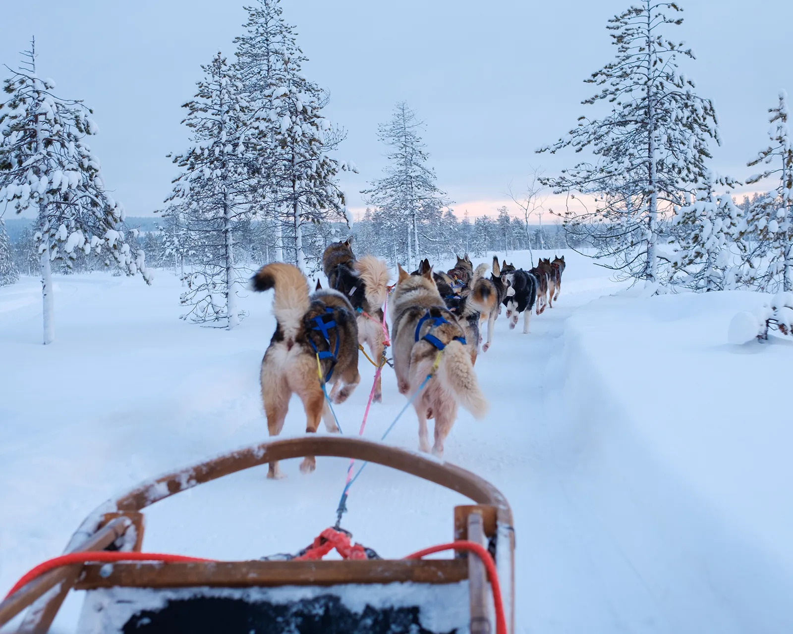 View from a dog sled as a team of huskies runs a snow-covered forest trail in Finnish Lapland under soft pink twilight
