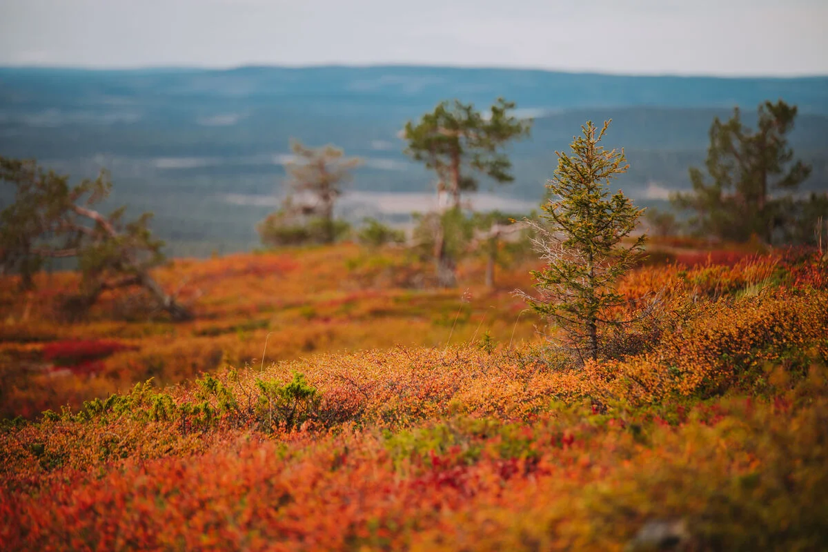 Open Muonio fell-side at peak ruska with red-gold dwarf birch and crowberry across the foreground and pine-clad fells fading into the distance, Finnish Lapland autumn