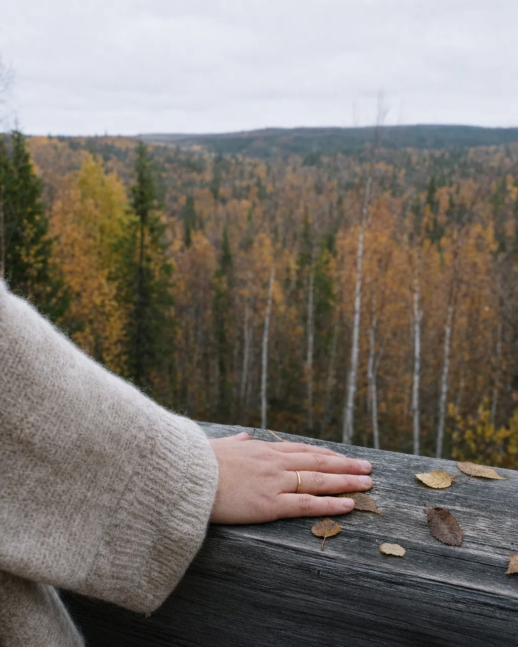 Lapland autumn ruska — gold and red forest tones in low Arctic light