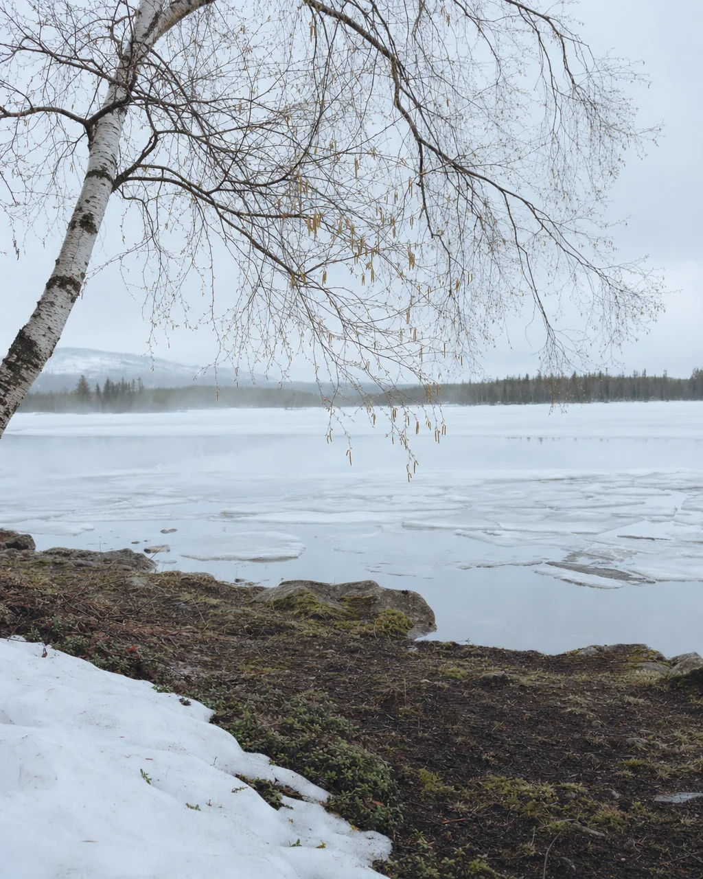 Lapland spring scene — softening light over forest and water
